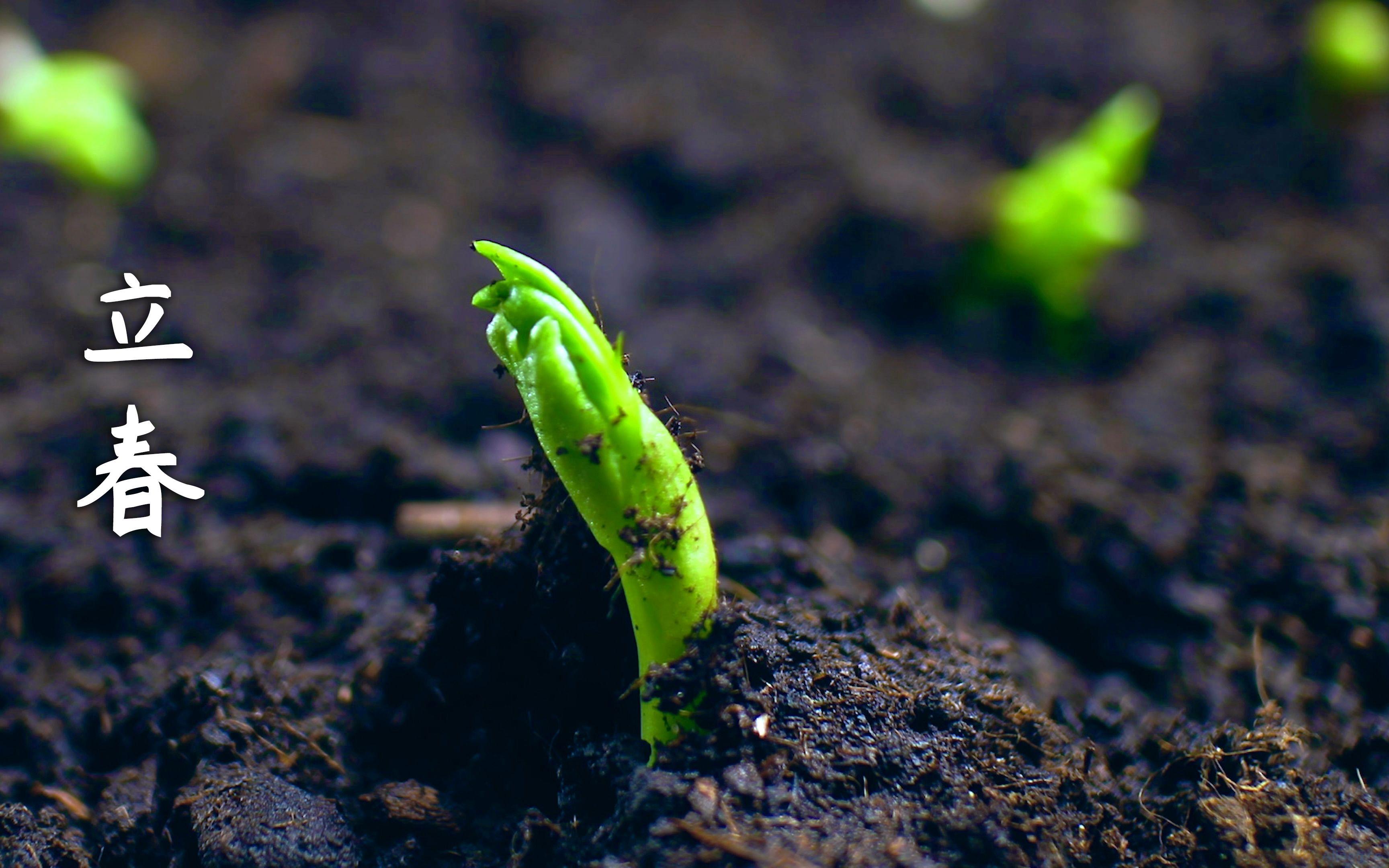 万物随春始，美好当发生---立春